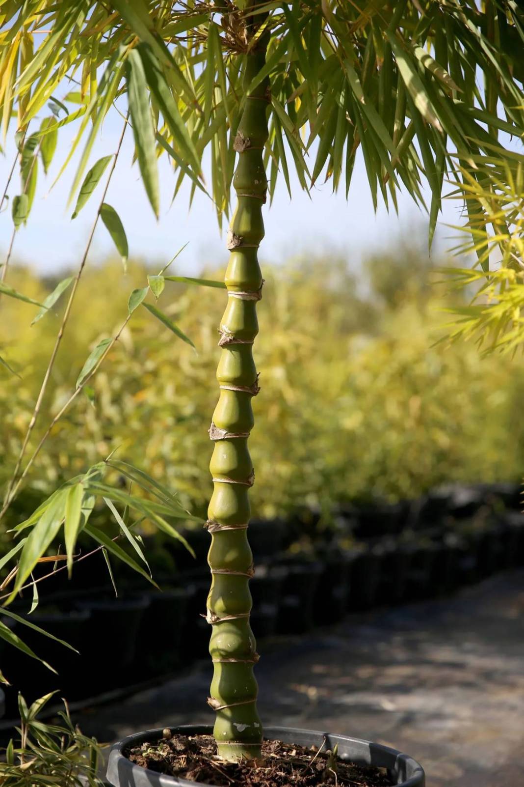 Balkonda eğlencesine yetiştirmeye başlamıştı, şimdi dev fidanlık kurdu! Paraya para demiyor, nereden nereye... 11